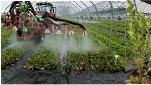Resistencias a fungicidas en berries y el desafío de mantener la eficacia en campo.jpg